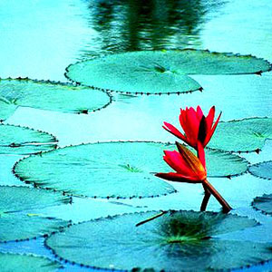 এনএটিপি-২
