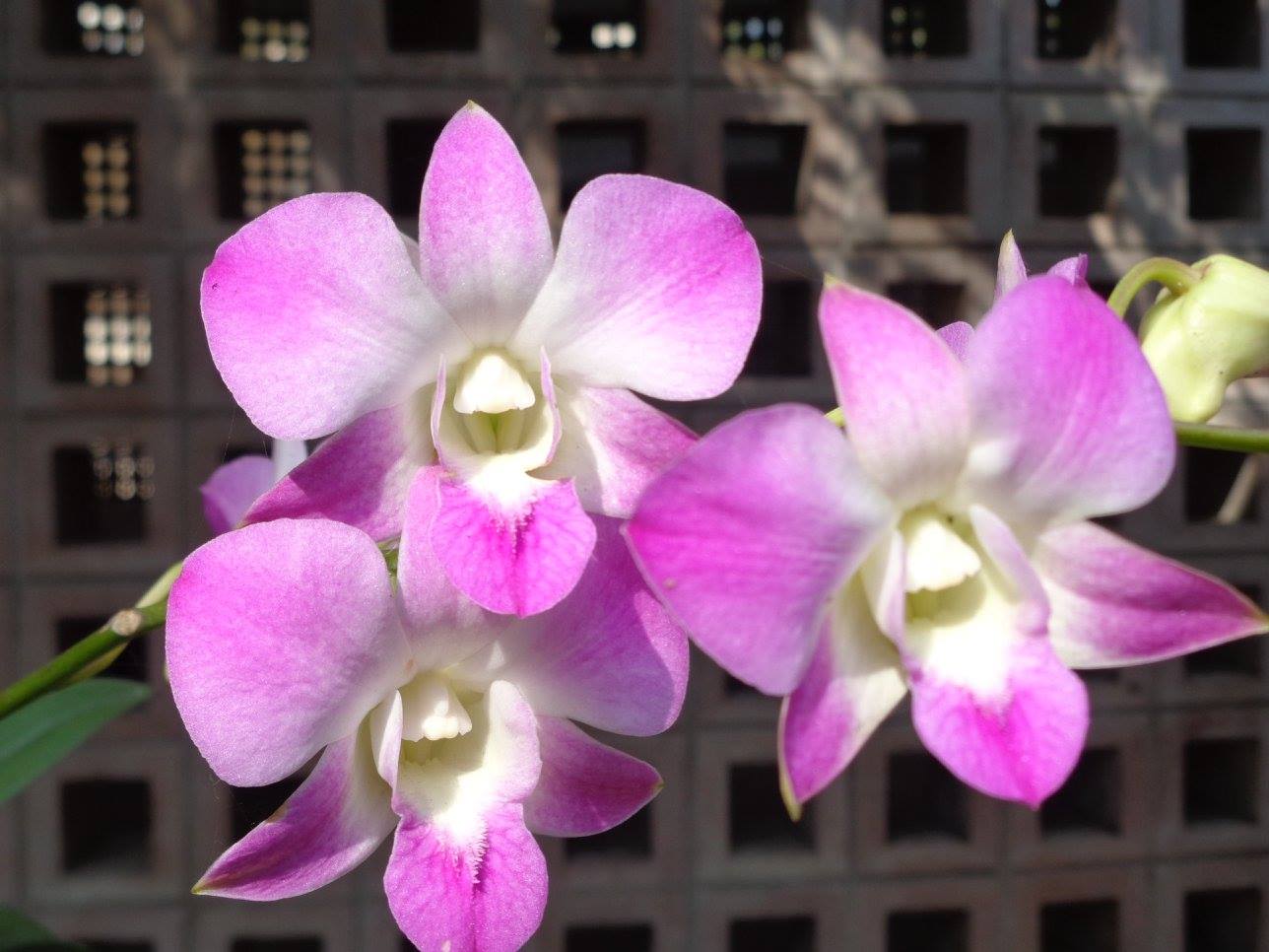 বাংলাদেশে অর্কিড চাষ ও ভবিষ্যৎ সম্ভাবনা