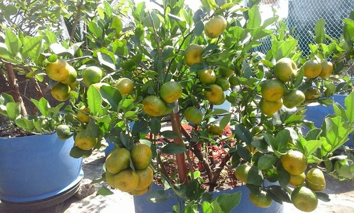 ছাদে মাল্টা