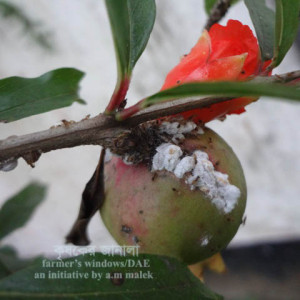 ডালিমের মিলিবাগ বা ছাতরা পোকা