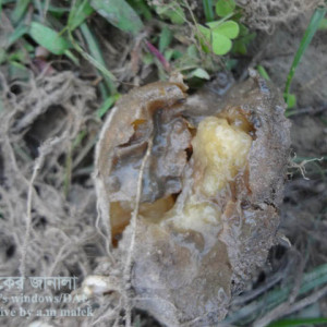 আলুর নরম পঁচা রোগ